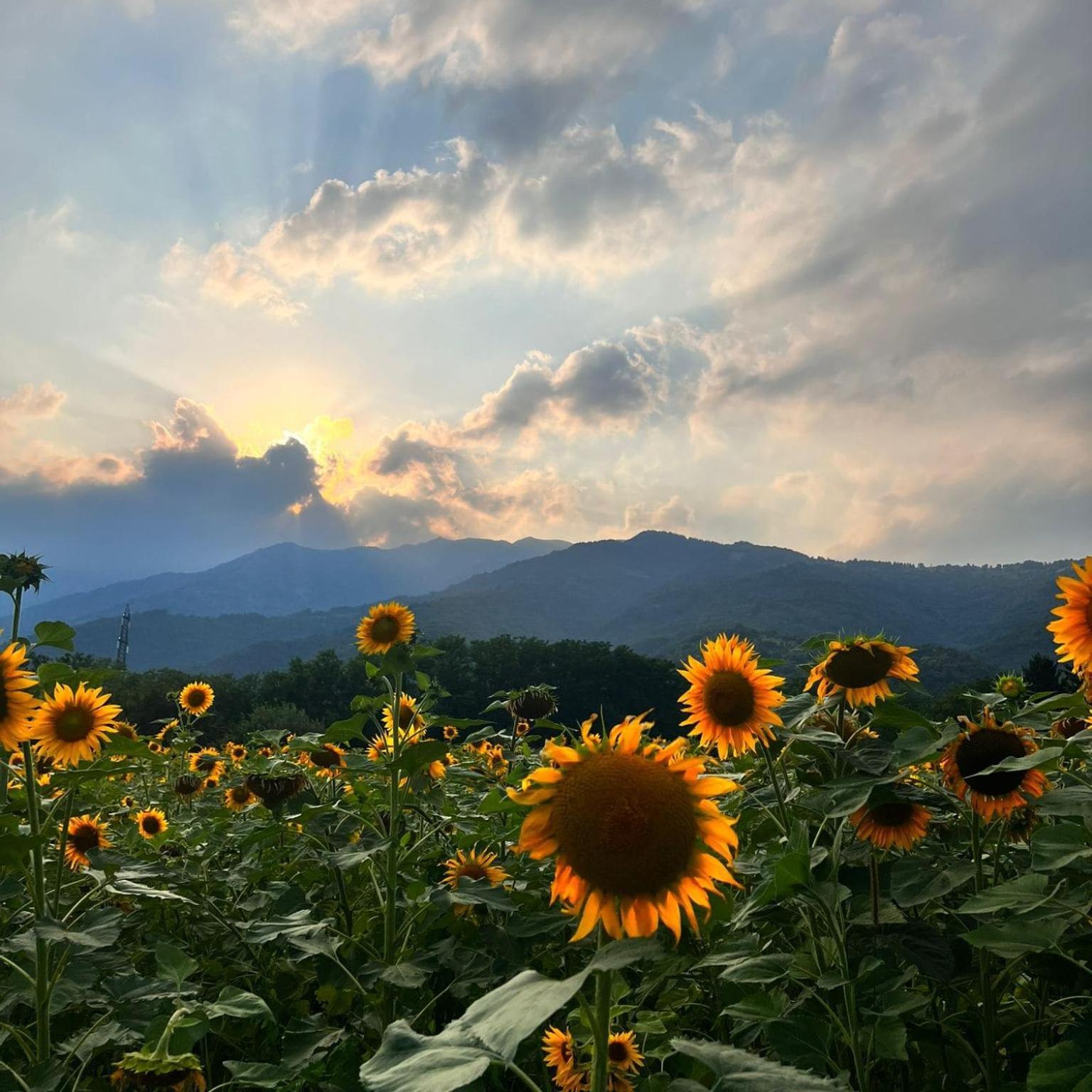 Locanda Alla Posta Cavaso Del Tomba エクステリア 写真
